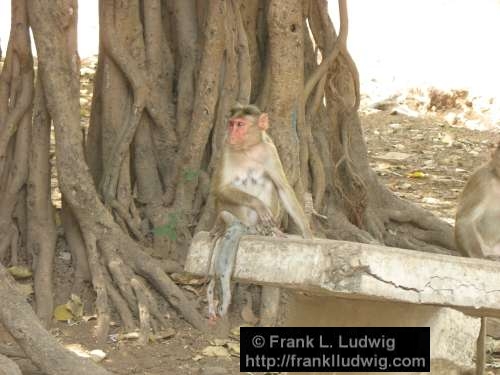 Monkeys, Death, Wake, Grief, Elephanta Island, Maharashtra, Bombay, Mumbai, India